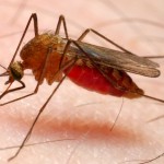 Malaria Mosquito
