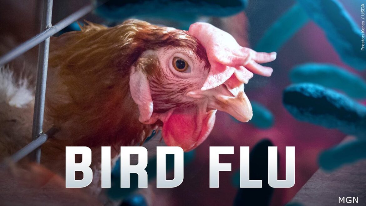 H5 Bird flu